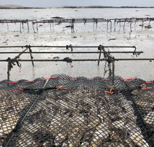 Isle of Barra Oysters - Oyster Nets